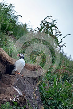 Puffin