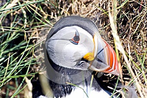 Puffin