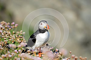 Puffin