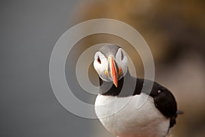 Puffin