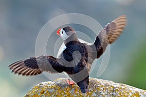 Puffin