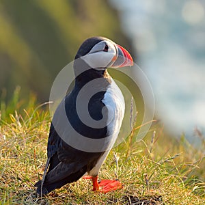 Puffin