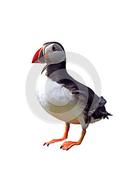 Puffin