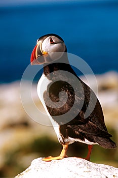 Puffin