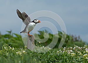 Puffin