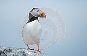 Puffin