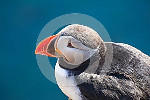 Puffin