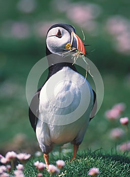 Puffin