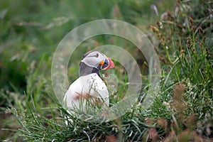 Puffin