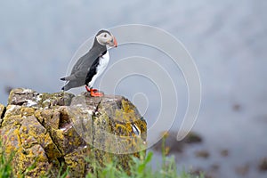 Puffin