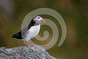 Puffin