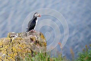 Puffin