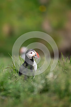 Puffin