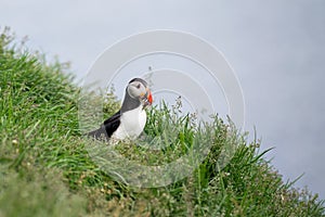 Puffin