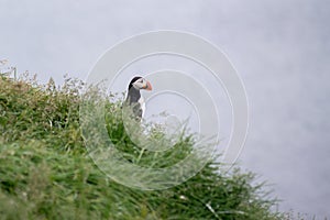 Puffin