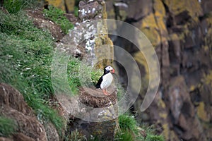 Puffin