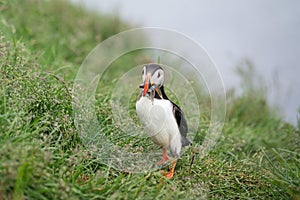 Puffin