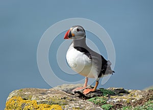 Puffin