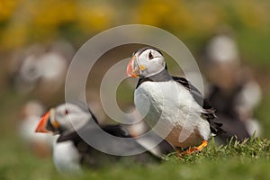 Puffin