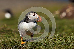 Puffin