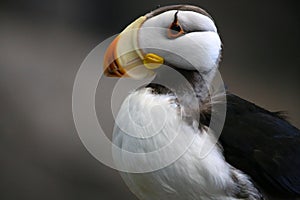 Puffin in Alaska