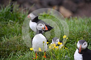 Puffin along with others - Seabird