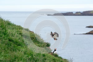 Puffin arriving near the nest