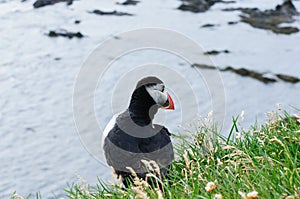 Puffin at the back, mascot and symbol of Iceland photo
