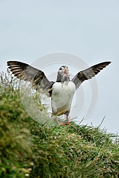 Puffin beak full of fish.