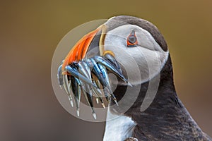 Puffin with beak full of fish photo