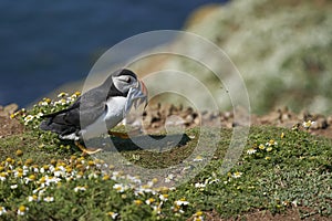 Puffin with beak full of fish on Skomer Island in Pembrokeshire, Wales