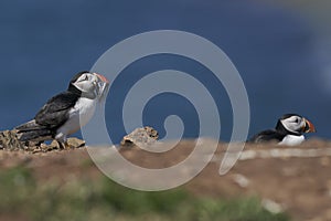 Puffin with beak full of fish on Skomer Island in Pembrokeshire, Wales