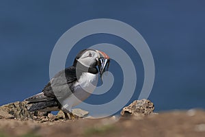 Puffin with beak full of fish on Skomer Island in Pembrokeshire, Wales