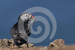 Puffin with beak full of fish on Skomer Island in Pembrokeshire, Wales