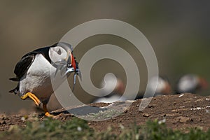 Puffin with beak full of fish on Skomer Island in Pembrokeshire, Wales