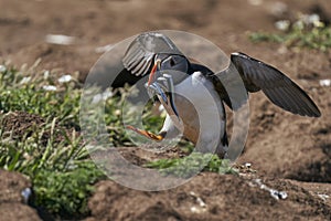 Puffin with beak full of fish on Skomer Island in Pembrokeshire, Wales