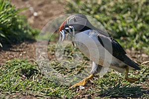 Puffin with beak full of fish on Skomer Island in Pembrokeshire, Wales