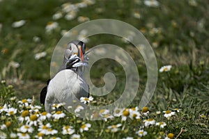 Puffin with beak full of fish on Skomer Island in Pembrokeshire, Wales