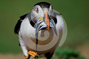 Puffin with a beak full of sand eels