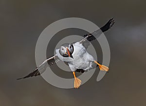 Puffin photo