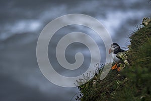A Puffin at bempton Cliffs, Yorkshire , UK