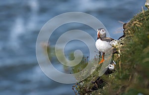 A Puffin at bempton Cliffs, Yorkshire , UK