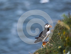 A Puffin at bempton Cliffs, Yorkshire , UK