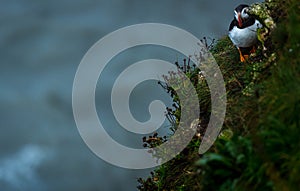 A Puffin at bempton Cliffs, Yorkshire , UK