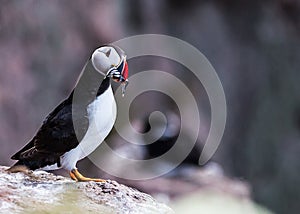 Puffin bird