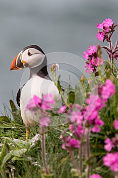 Puffin bird