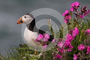 Puffin bird