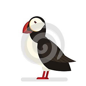 Puffin bird. Animal with black and white fur