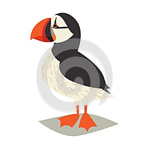 Puffin bird icon