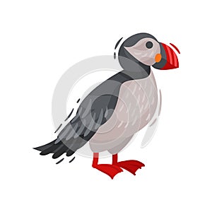 Puffin bird image. Cartoon Icelandic puffin. Vector illustration.